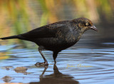 Quiscale Rouilleux ( Rusty Blackbird / Full-frame