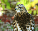 Buse a queue rouse/ Red - tailed Hawk