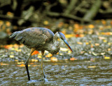 Grand Héron Great Blue Héron