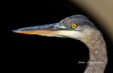Grand Héron Great Blue Héron