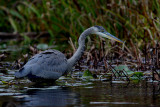 Grand Héron Great Blue Héron