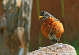 Merle D'amérique / American Robin