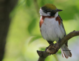 Paruline à Francs Marron / Chesnut- sided Warbler