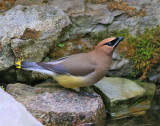 Jaseur D`amérique / Cedar Waxwing