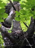 Cooper-Fledgling (s)