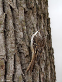 Blending In