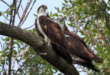 Osprey Pair