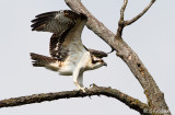Another Juvenile Osprey