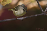 Ruby-crowned Kinglet