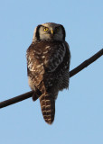 hawk owl / sperweruil, Zwolle