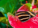Orange Banded