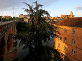 Cèdre dans le paysage