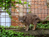 minou