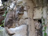 chat errant