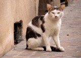 Miaouh!