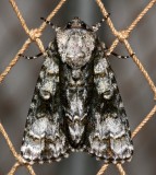 9226, Acroicta superans, Splendid Dagger