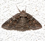 8730, Zale duplicata