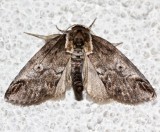 8970,Baileya ophthalmica, Eyed Baileya