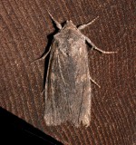 9916, Lithophane unimoda, Dowdy Pinion