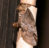 8970, Baileya ophthalmica, Eyed Baileya