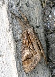 8302, Dasychira obliquata, Streaked Tussock Moth