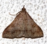 8384.1, Renia flavipunctalis, Yellow-spotted Renia