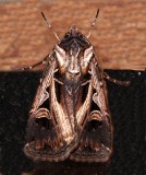 10676, Feltia herilis, Master's Dart