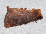 9520, Achatodes zeae, Elder Shoot Borer