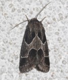 11135, Schinia rivulosa, Ragweed Flower Moth