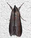 10200, Cucullia asteroides, Asteroid moth