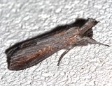 10200, Cucullia asteroides, Asteroid Moth