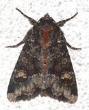 9348, Apamea amputatrix, Yellow-headed Cutworm