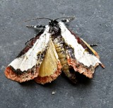 9299, Eudryas unio, Pearly Wood-nymph