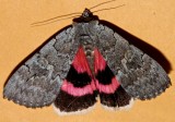 8833, Catocala concumbens, Pink Underwing