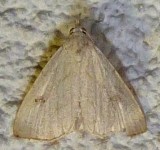 very small white