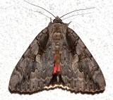 8834, Catocala amatrix, Sweetheart Underwing