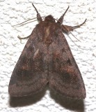 10524, Melanistic Bronzed Cutworm
