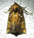 9471, Papaipema arctivorens, Northern Burdock Borer