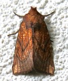 9483, Papaipema inquaesita, Sensitive Fern Borer