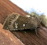 9496, Papaipema nebris, Stalk Borer