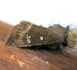 9496, Papaipema nebris, Stalk Borer
