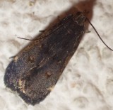 2072, Chionodes discoocellella, Eyeringed Chionodes