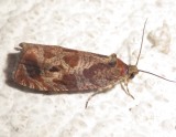 2795, Olethreutes tilianum, Basswood Olethreues