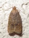 0955, Psilocorsis quercicella, Oak Leaftier
