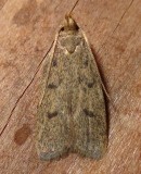 1142, Glyphidocera septentrionella