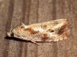 2803, Olethreutes merrickana