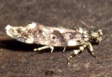 2136, Filatima biminimaculella