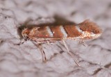 0815, Cameraria cincinnatiella, Gregarious Oak Leafminer
