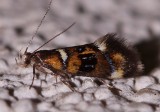 1050, Fabiola shaleriella, Shaler's Fabiola Moth