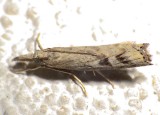 5383.97, Neodactria sp., Unidentified Neodactria